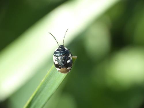 Réf. 248 295 : Tritomegas bicolor